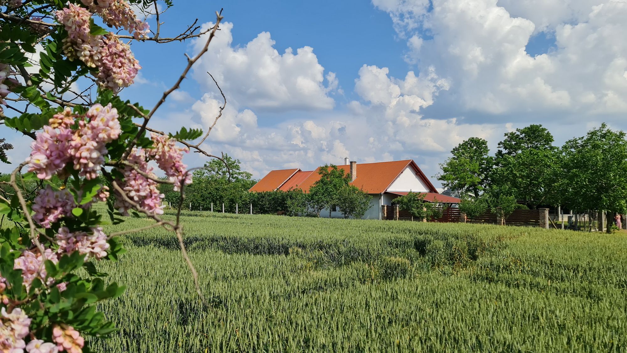 Bauernhof in Komitat Békés 3
