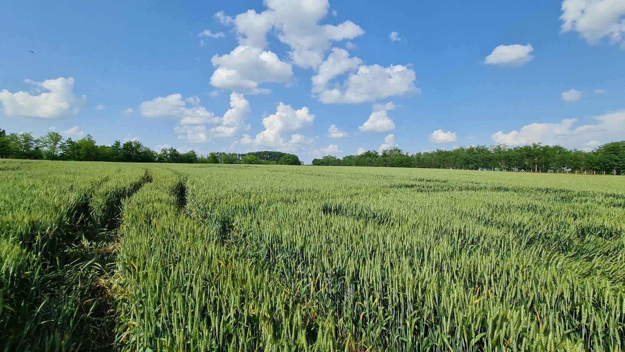 Bauernhof in Komitat Békés