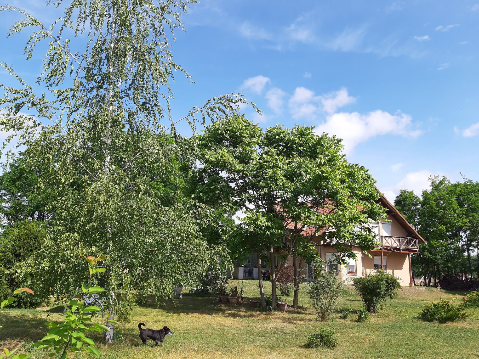 Ferme à Comté de Csongrád 3