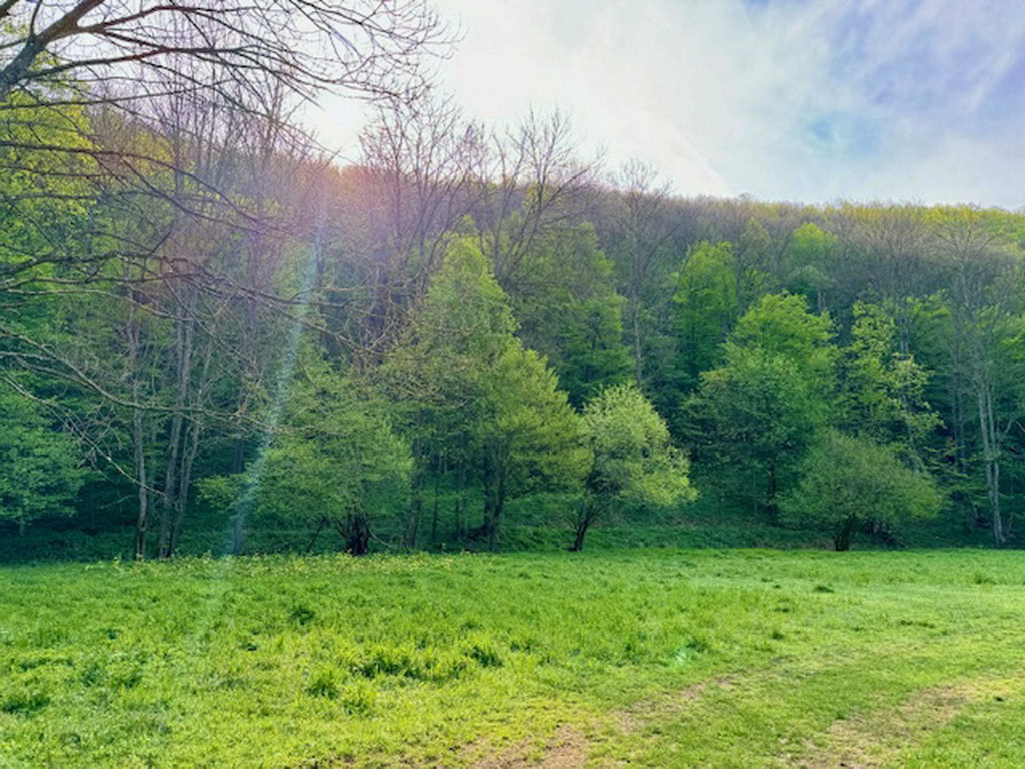 Wald zu verkaufen