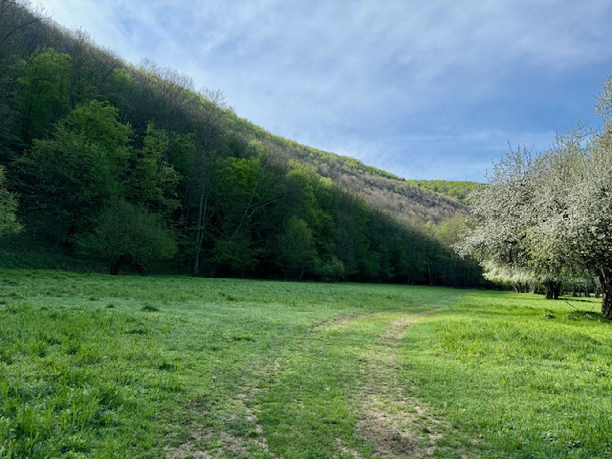 Wald zu verkaufen 2
