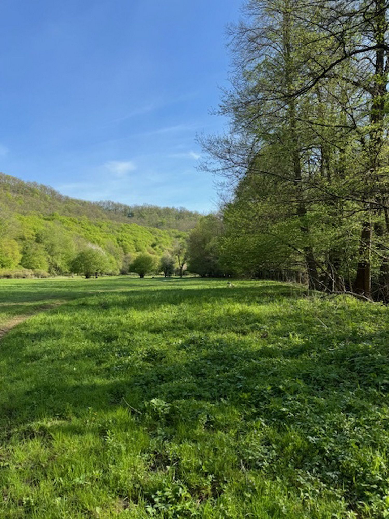Wald zu verkaufen 3